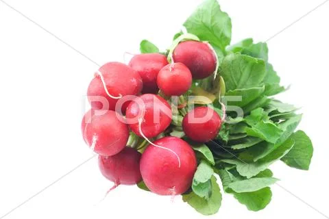 Radish isolated on white Stock Photos