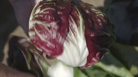 Radish leaves close views Stock Footage 71603879