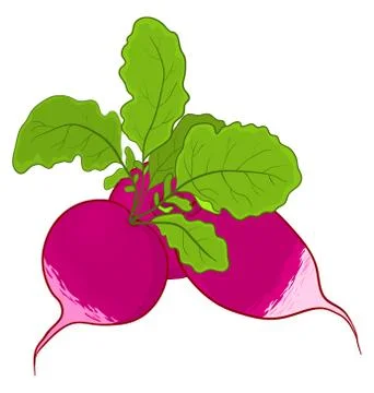 Radish with leaves Stock Illustration