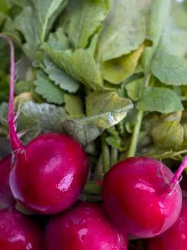 Radish with leaves Stock Photos