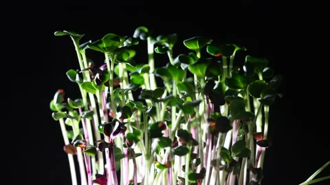 Radish microgreens on black background, rotates, closeup. Sprouting microgreens Stock Footage 178865186