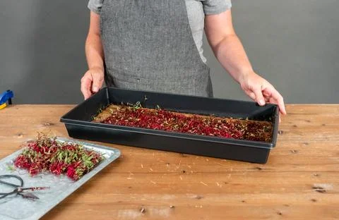 Radish microgreens Stock Photos