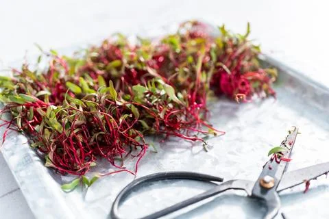 Radish microgreens Stock Photos