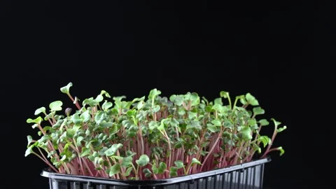 Radish microgreens rotation on black background. 스톡 동영상 201249114