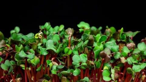 Radish microgreens sprouting and growing timelapse Stock Footage 109100751