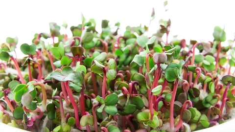 Radish microgreens sprouting and growing timelapse Stock Footage 109100900