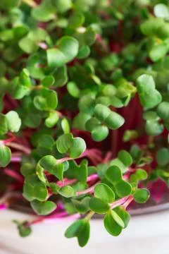 Radish microgreens. Sprouting Microgreens. Seed Germination at home. Vegan an Stock Photos
