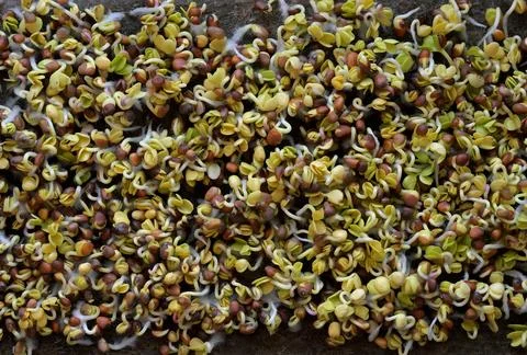Radish Microgreens Sprouting on the Third Day Stock Photos