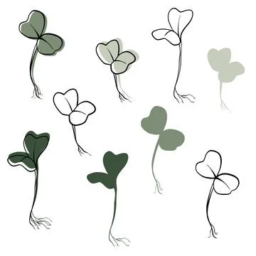 Radish microgreens vector hand drawn illustration. Contour and green plant Stock Illustration