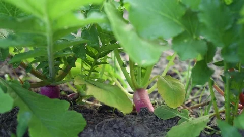 Radish Muli Stock Footage 93965413
