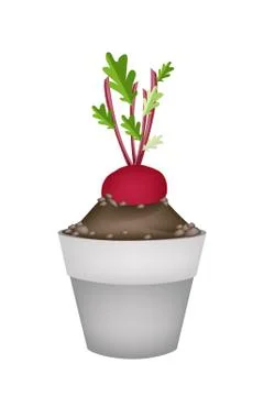 Radish Or Beet in Ceramic Flower Pots Stock Illustration