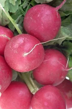 Radish Stock-Fotos