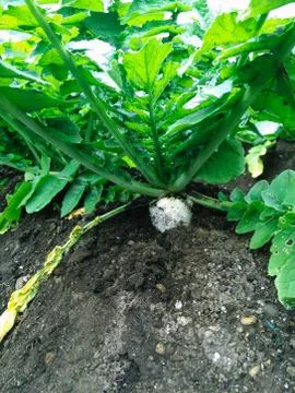 Radish 写真素材