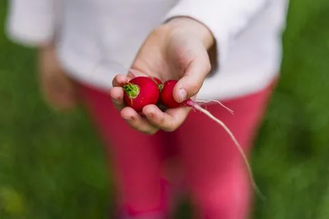 Radish Foto stock