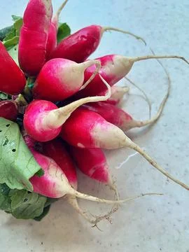 Radish Stock Photos