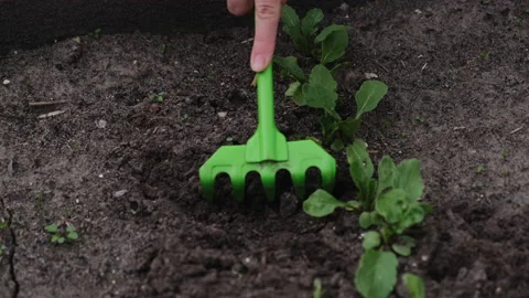 Radish plant care Stock Footage 149761487