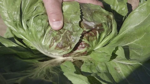 Radish plant close up view Video stock 71602821