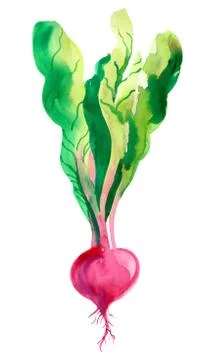 Radish plant Illustrazione stock