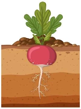 Radish plant with root system Stock Illustration