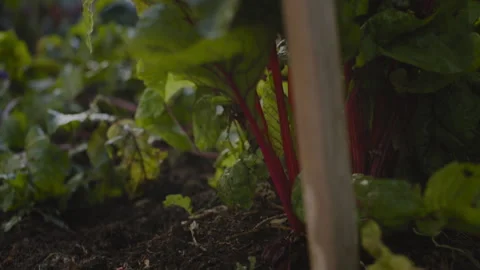 Radish Plant in Vegetable Garden Stock Footage 262576106