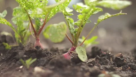 Radish plucking 스톡 동영상 141766764