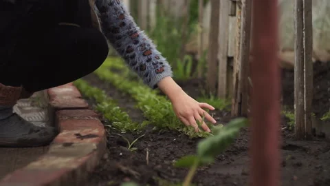 Radish plucking Stock Footage 141768166