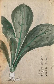 A radish (Raphanus species): root and leaves. Watercolour. Stock Illustration
