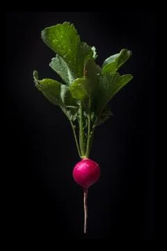 Radish root on black Stockfoto's