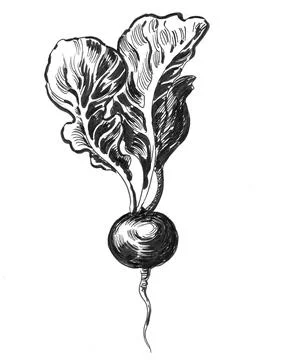Radish root Illustrazione stock