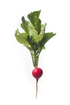 Radish root on white Stockfoto's