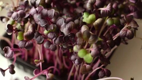 Radish sango microgreens close-up.The concept of healthy eating,vegan concept. Stock Footage 150633985