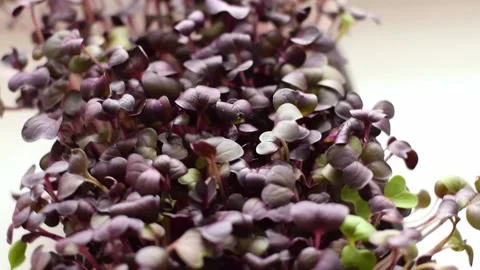 Radish sango microgreens close-up. Stock Footage 150634581
