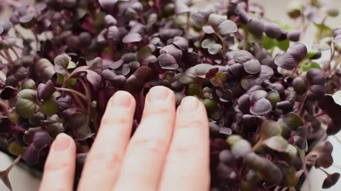 Radish sango microgreens with purple leaves close-up. Stock Footage 150633997