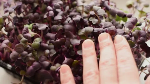 Radish sango microgreens with purple leaves close-up. Stock Footage 150634741
