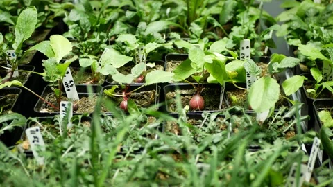 Radish science Raphanus raphanistrum sativus biotechnology phytotron laboratory Stock Footage 217412145