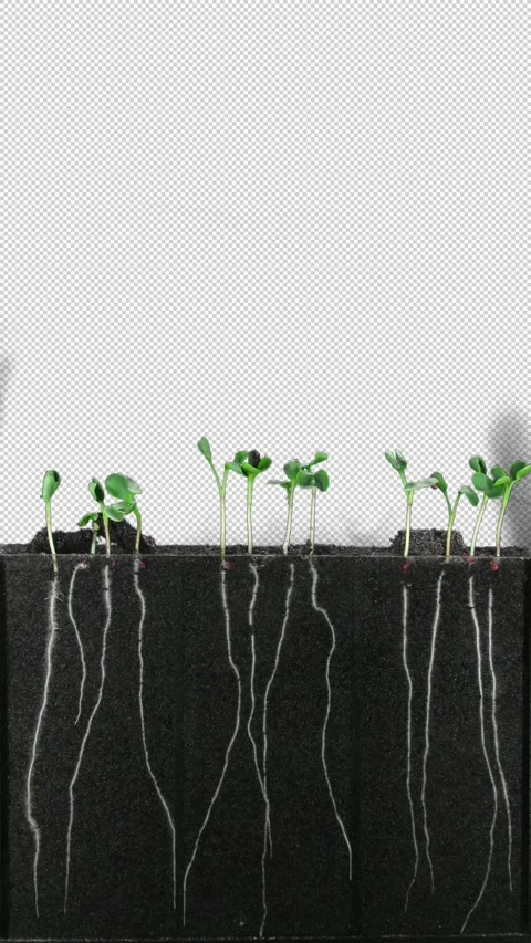 Radish Seed Germination and Root Growth Time lapse with Alpha Channel, Vertical Stock Footage 341358140