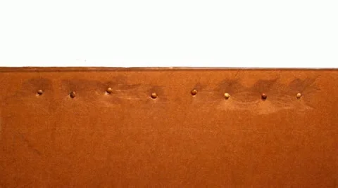 Radish Seed Time-Lapse Video stock 19117201