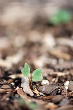 Radish Seedling Stock Photos