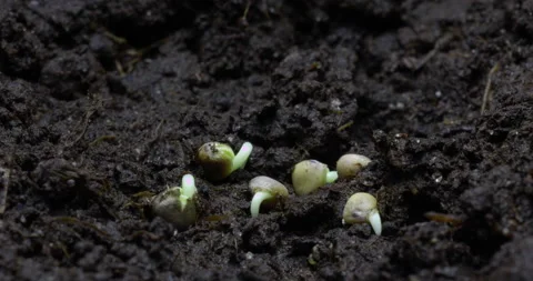 Radish seedlings develop and grow Vidéo 166478526