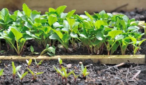 Radish seedlings Stock Photos