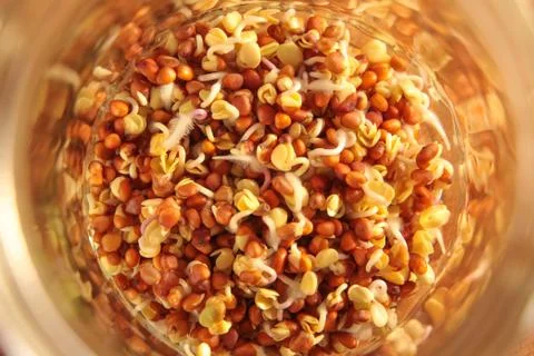 Radish seeds begin to sprout in a sprouting jar Stock Photos
