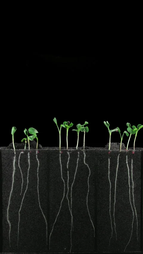 Radish Seeds Germinating and Growing in Rhizobox Time Lapse, Vertical, 4K Stock-Footage 343273237
