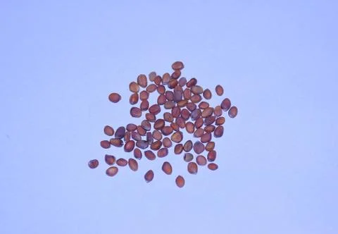 Radish Seeds Stock Photos