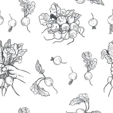 Radish set. Vector pattern. Stock Illustration