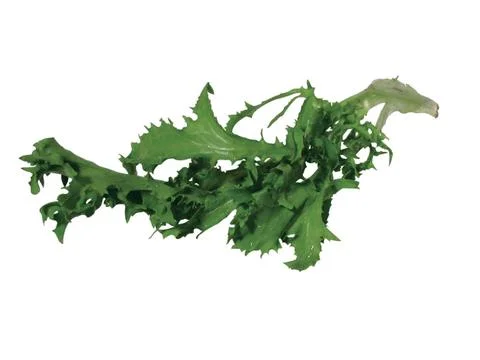Radish sprout Stock Photos