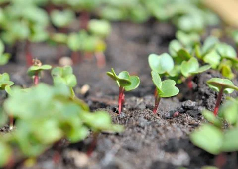 Radish sprout Stock Photos