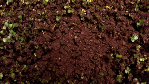 Radish Sprouts Growing Time Lapse, Seed Germination Process, Microgreens Emergin Stock Footage 337699563