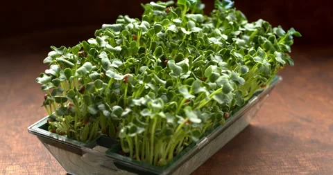 Radish sprouts in growing tray. Stock Footage 279920704