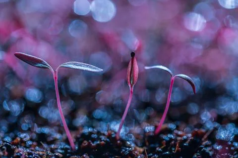 Radish sprouts ,micro greens, selective focus, blurred focus, bokeh. Stock Photos