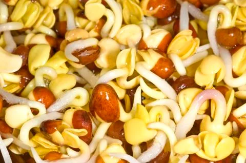 Radish sprouts Stock Photos